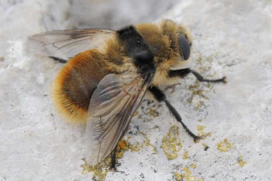 insetos - Oestridae