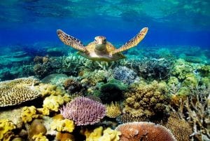 10 fatos incríveis sobre o oceano