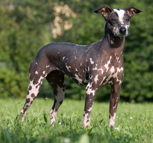raças de cachorro - cão pelado peruano