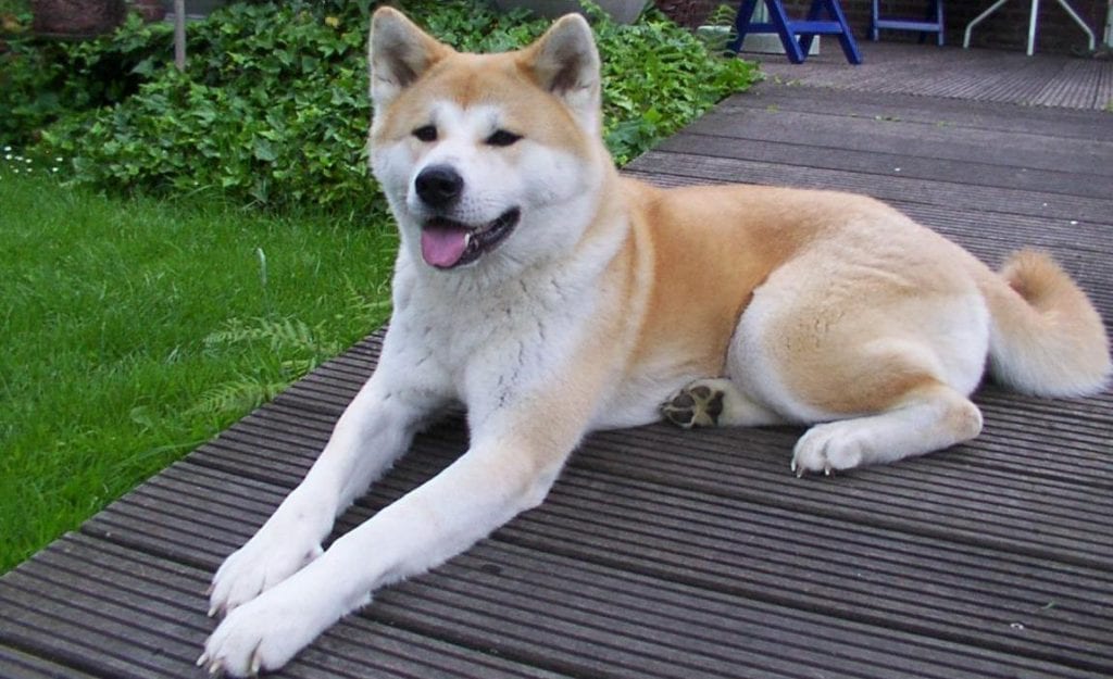 raças - akita