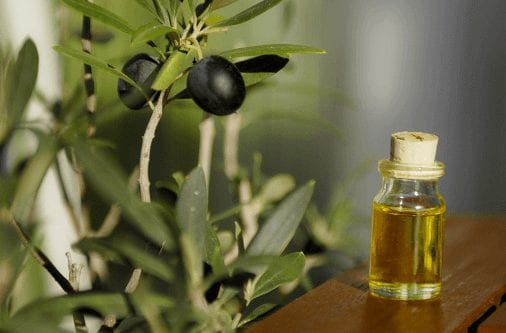 10 alimentos que são antibióticos naturais! - extrato de folha de oliveira