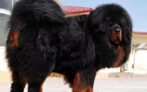 raças - Mastim Tibetano