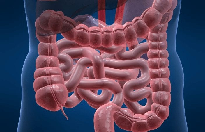 corpo humano - intestino