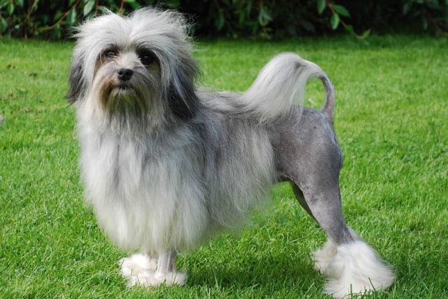 raças - Pequeno cão leão