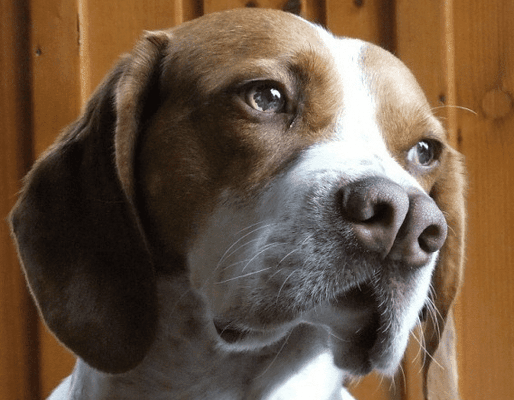 raças de cachorro - Catalburun