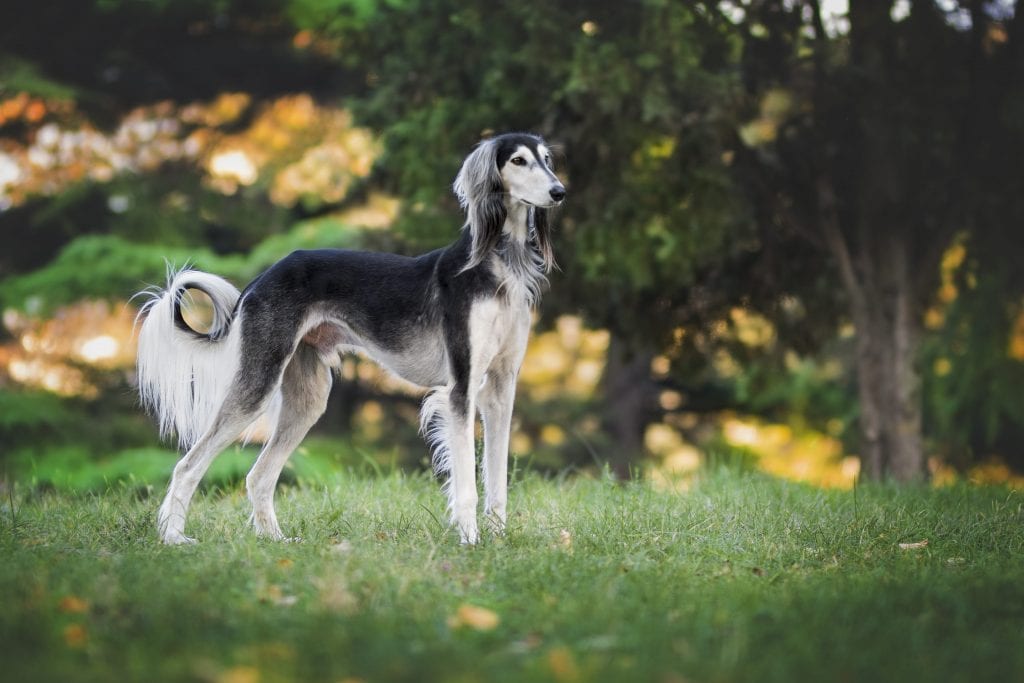 raças de cachorro - saluki
