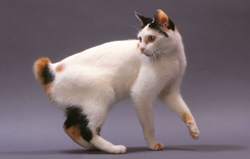 raças de gatos mais incomuns do mundo - Bobtail japonês