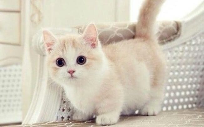 raças de gatos mais incomuns do mundo - Munchkin
