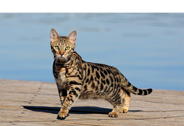 raças de gatos mais incomuns do mundo - Savannah