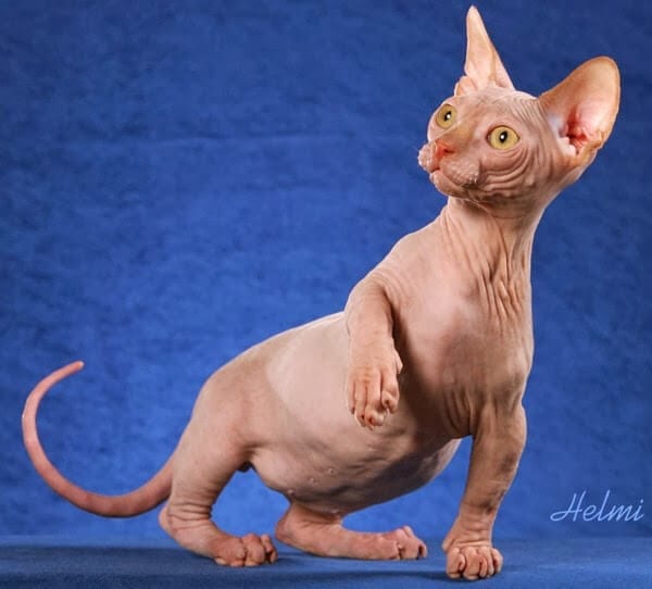 raças de gatos mais incomuns do mundo - Minskin