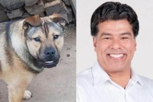 10 cachorros que se parecem com famosos