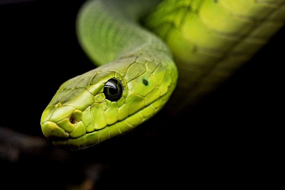 zodíaco chinês - cobra - O que o ano que você nasceu diz sobre você?