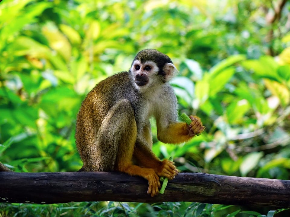 macaco- O que o ano que você nasceu diz sobre você?