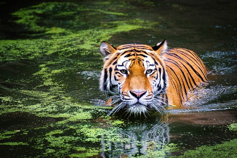 zodíaco chinês - tigre - O que o ano que você nasceu diz sobre você?