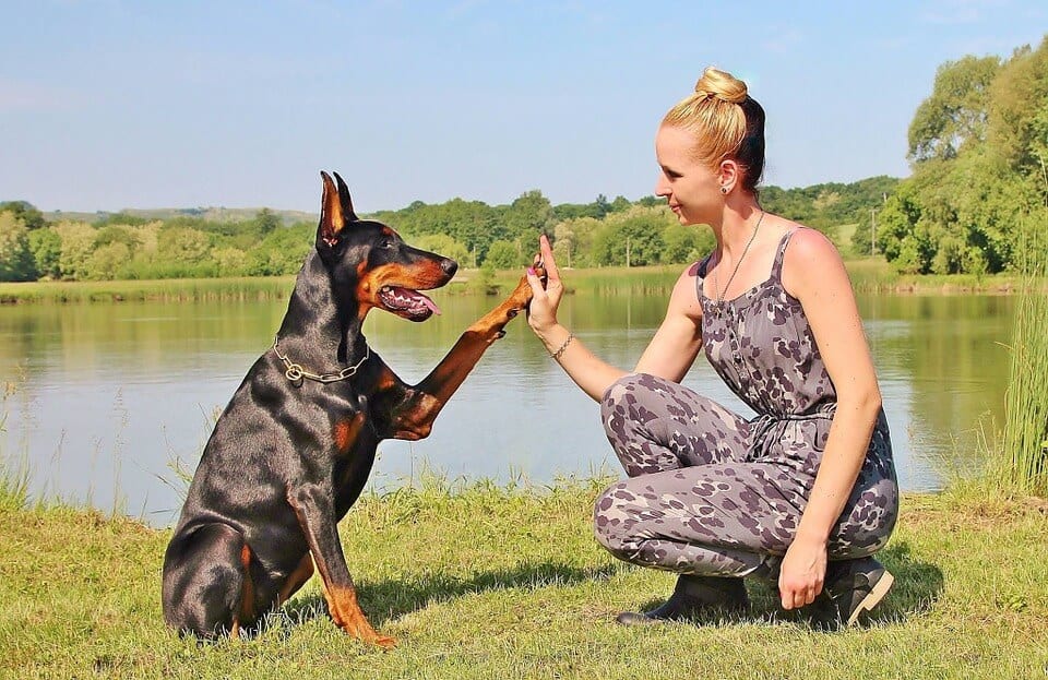ganhe dinheiro - petsitter