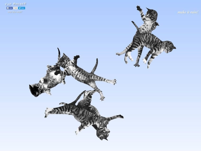 cat-bounce