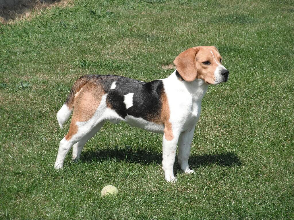 raça de cachorro - Beagle