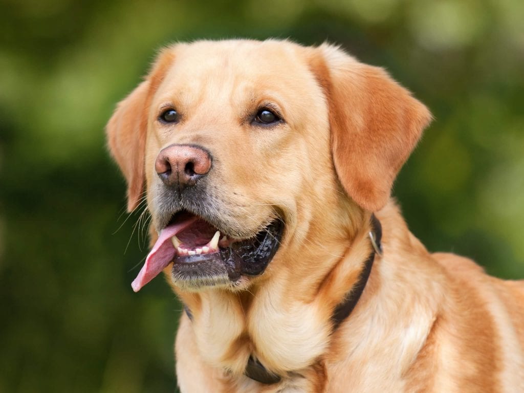 raça de cachorro - labrador