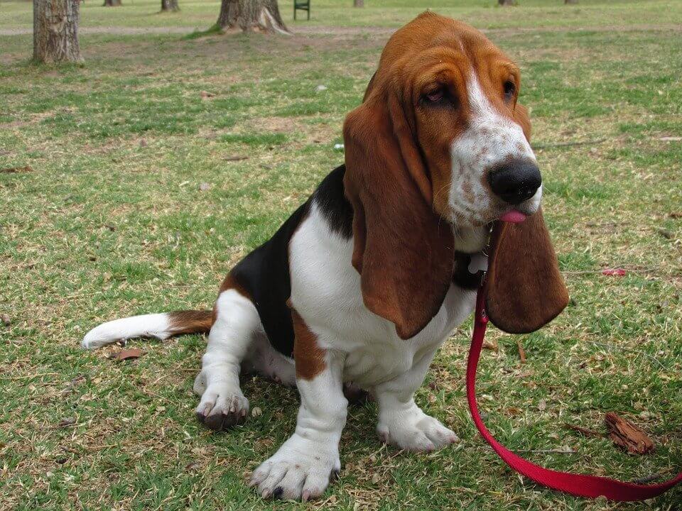 raça de cachorro - Basset