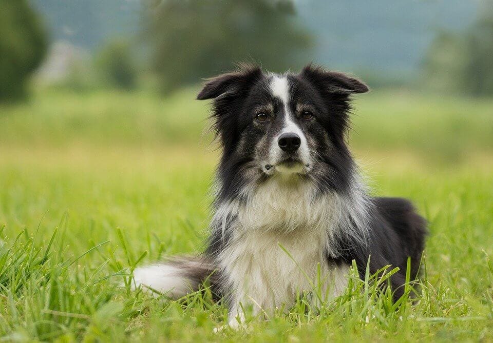 Bprder Collie