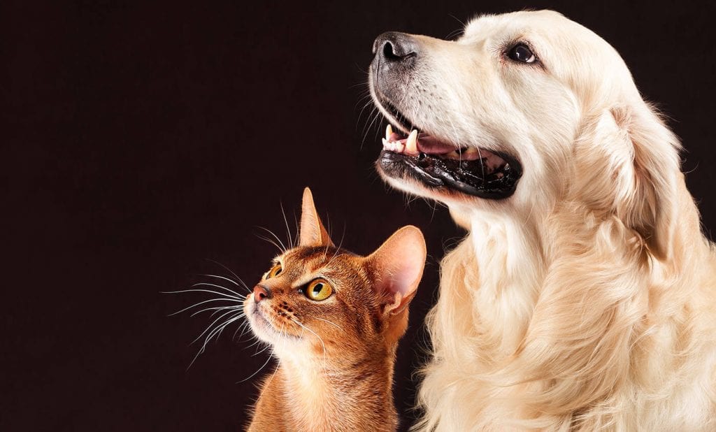 cães e gatos