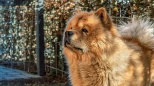 Qual raça de cachorro combina com seu signo?