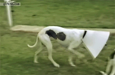 cachorros engraçados - sem dividir
