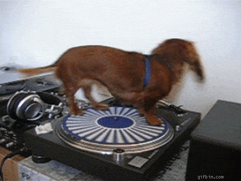 cachorros engraçados - música de disco