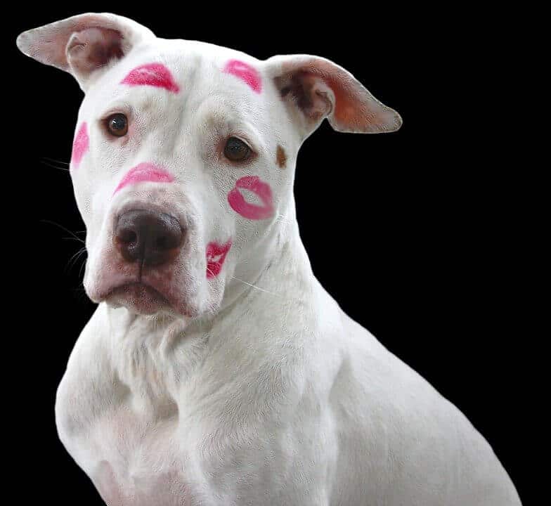 Pitbull