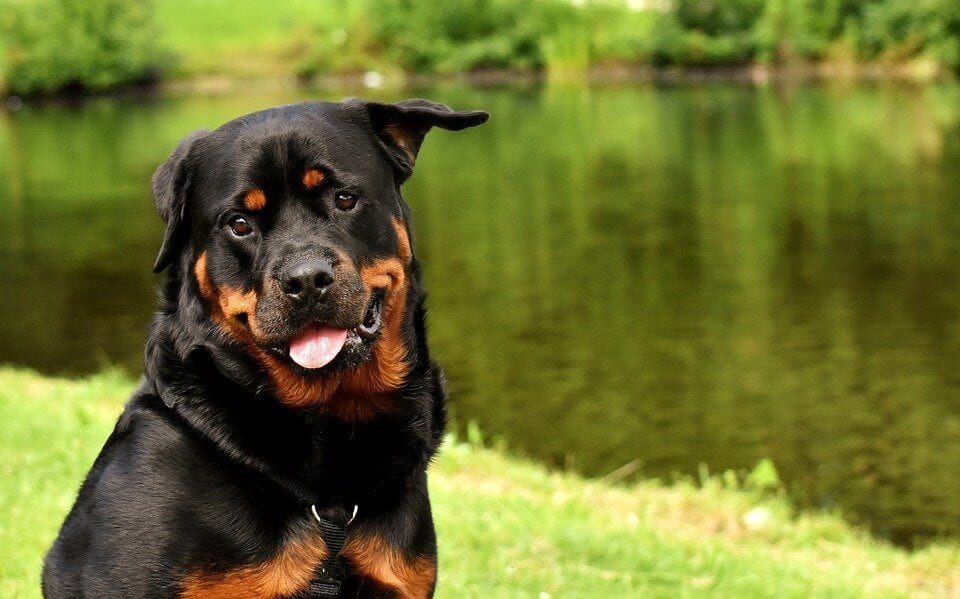 raça de cachorro - rotweiller