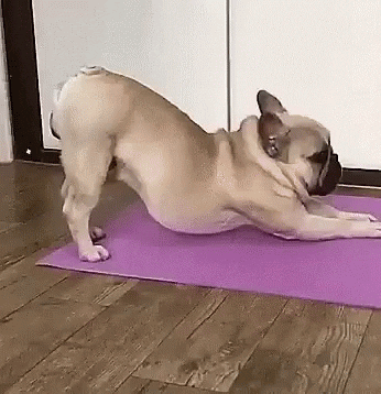 cachorros engraçados - yoga