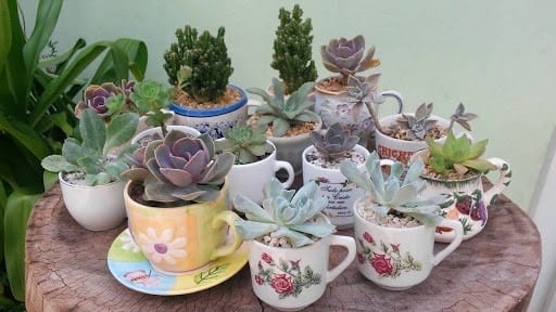 plantas