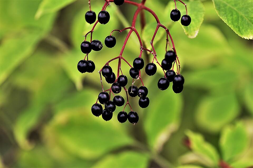 alimentos perigosos - elderberry