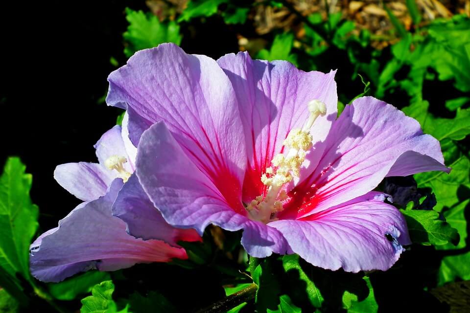 hibisco