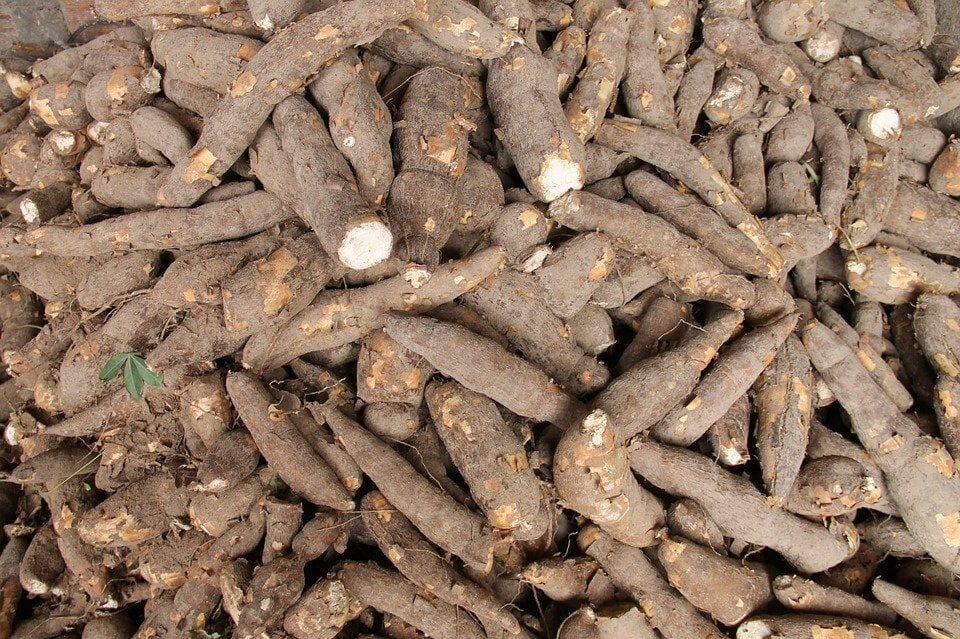 alimentos perigosos - macaxeira mandioca aipim