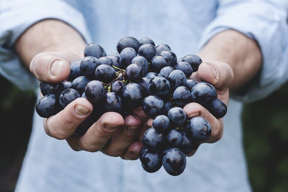 alimentos proibidos - uvas
