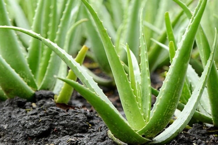 aloe vera