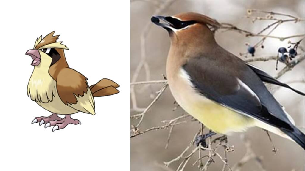 pokémons reais - pidgey